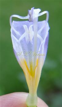  Anthers coherent in pairs giving  wishbone shape to stamen pairs
